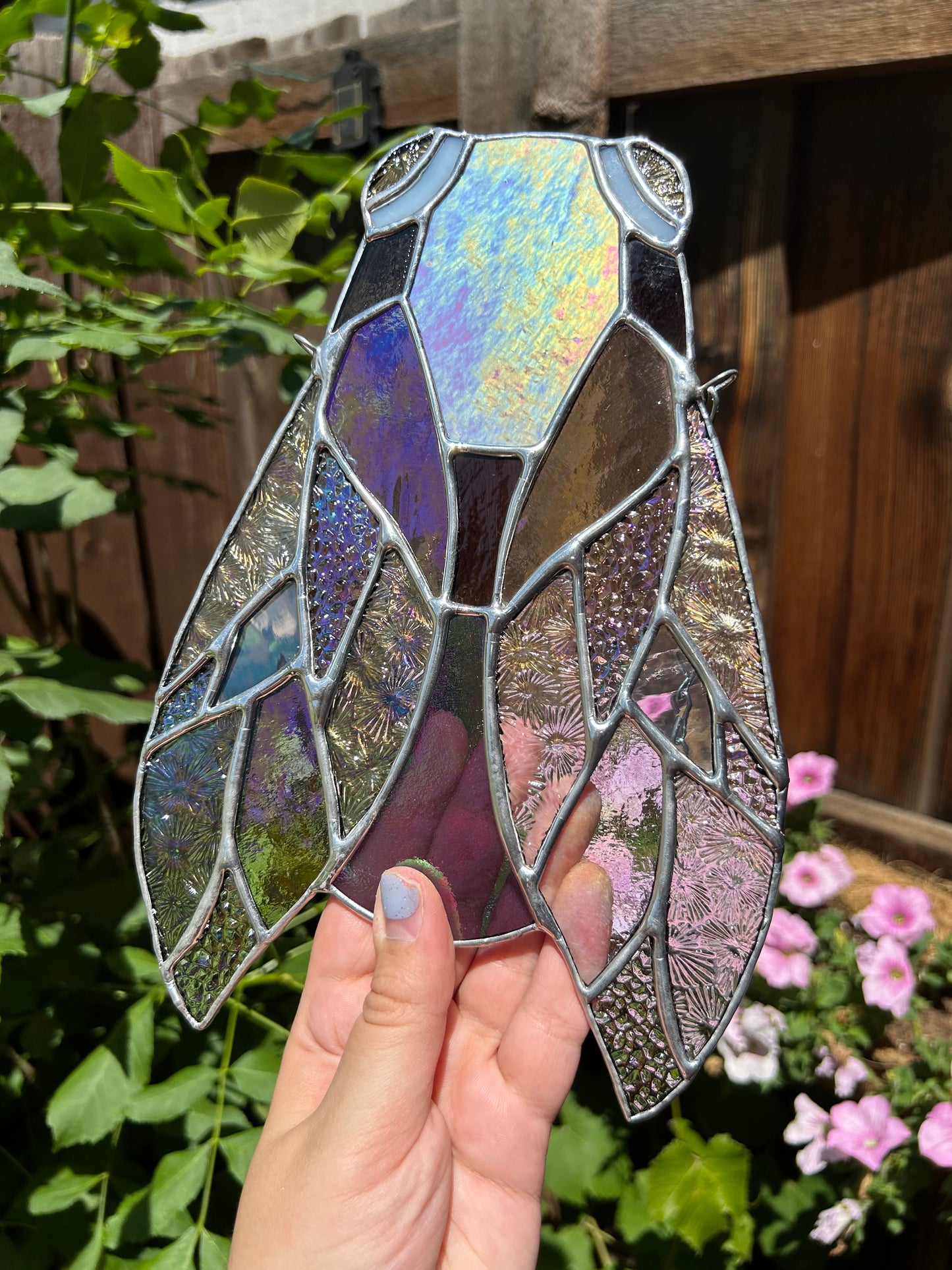 Purple Irid Cicada