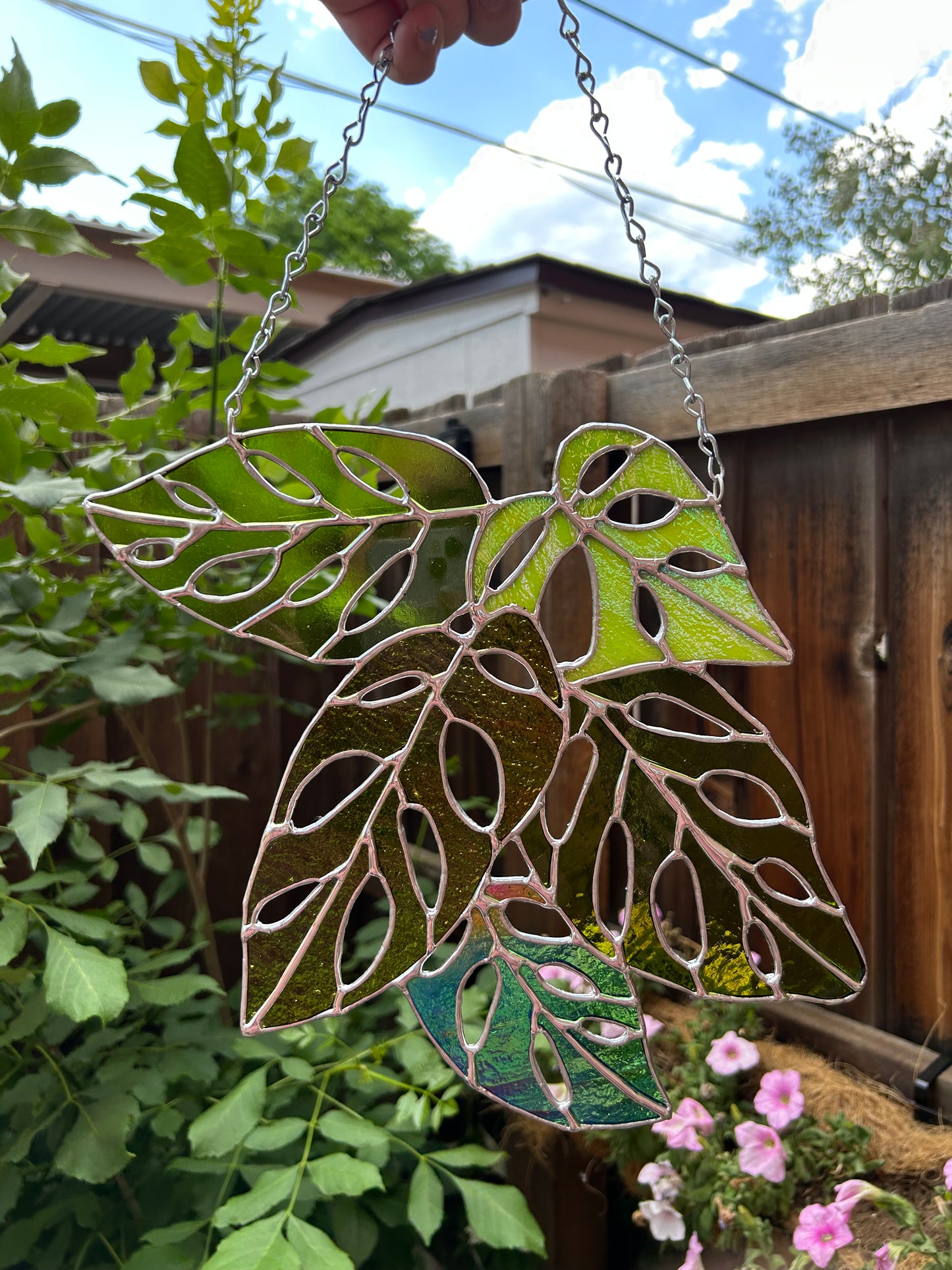 Monstera Adansonii Bundle