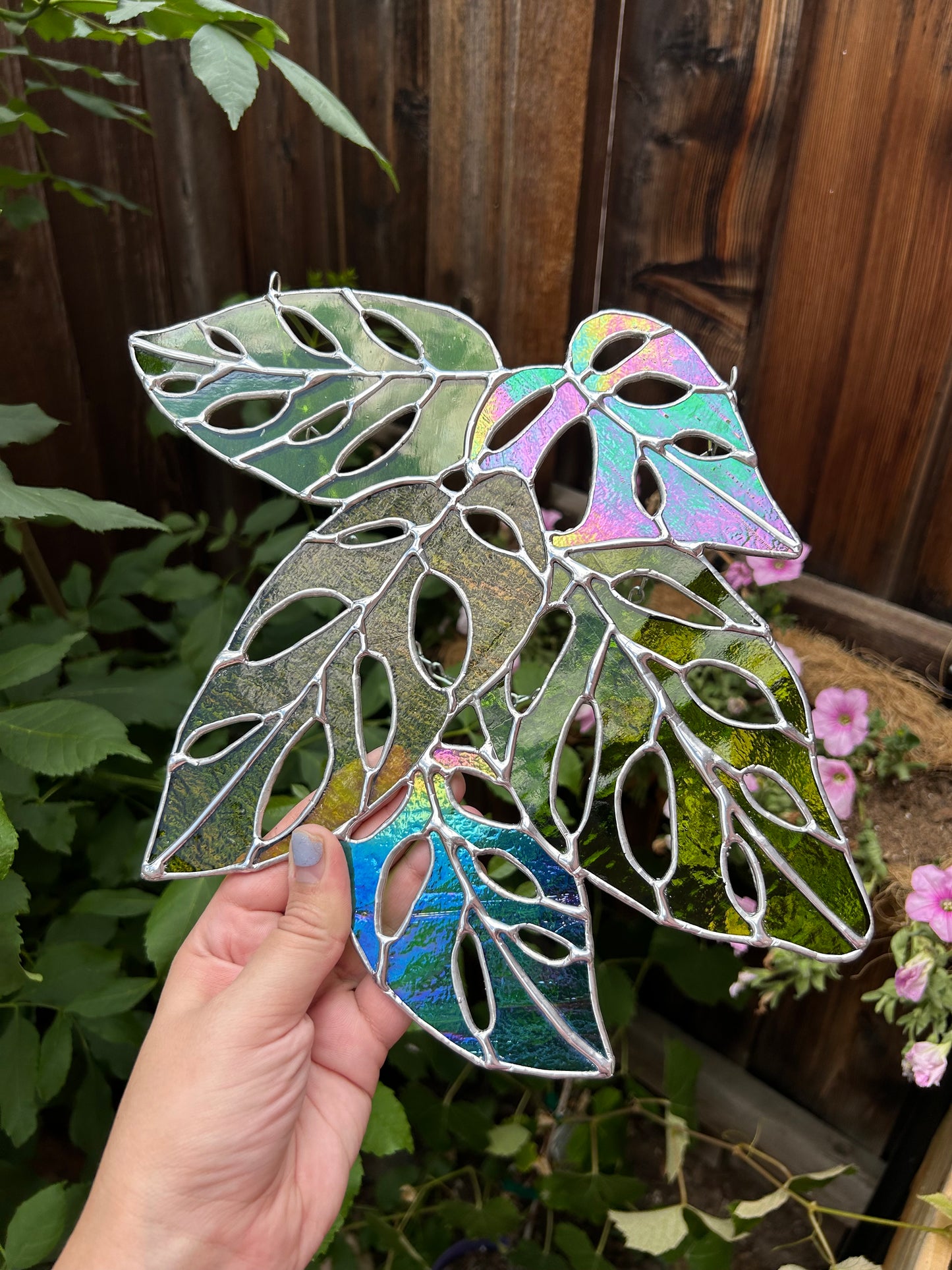 Monstera Adansonii Bundle