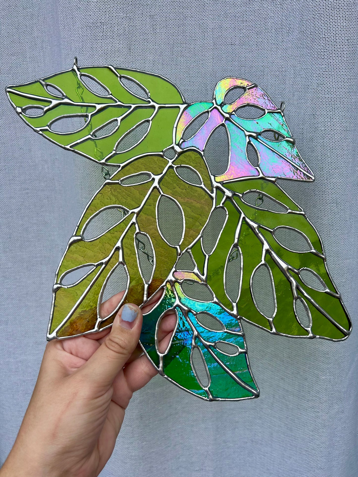 Monstera Adansonii Bundle