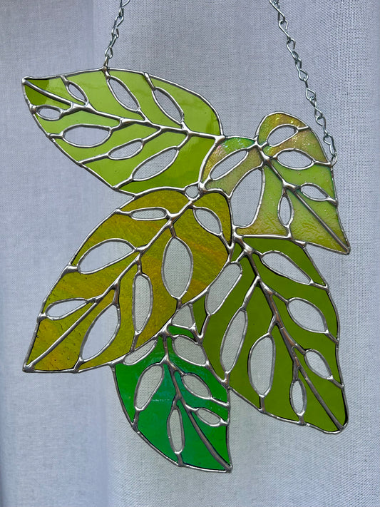 Monstera Adansonii Bundle